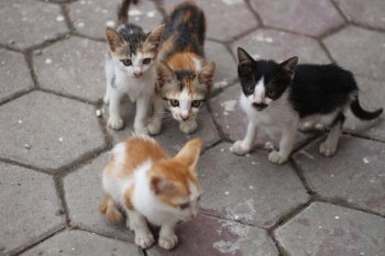 Primul caz de gripă aviară la pisici, confirmat în Olanda