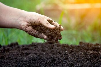 Floarea ușor de cultivat în august care îți va înflori spectaculos în toamnă