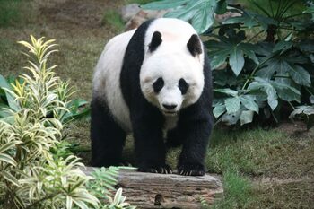 Profitabila „diplomaţie a urşilor panda” din Japonia, ameninţată de tensiunile cu China