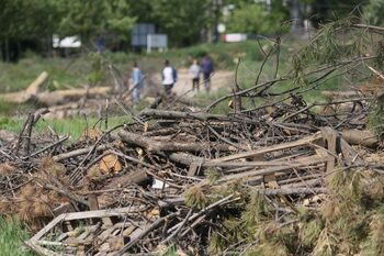 Polițiștii au oprit tăierea ilegală de arbori în parcul IOR. Polițiștii locali, anchetați și ei (Video)