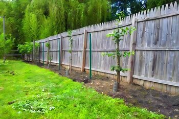 La ce distanţă de gardul vecinului poţi planta un nuc, tei sau stejar?