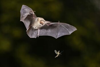 Liliecii pot avea o strălucire verde și nimeni nu știe de ce