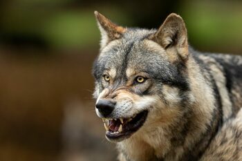 Lupii revin în Europa: Un hibrid lup-câine, descoperit pentru prima dată în Grecia