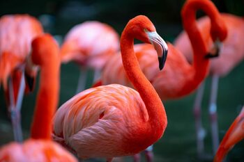 Păsările flamingo au devenit o problemă pentru orezul din Italia