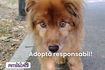 Exclusiv | De ce să adopți un animal de companie: Lecții de viață de la Pufy, un cățel luptător (VIDEO)