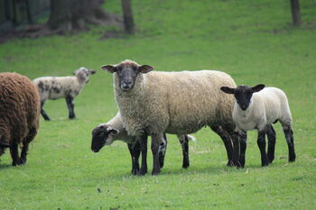 Un cioban din Bihor a dat lovitura. În prezent conduce cea mai mare companie din domeniu