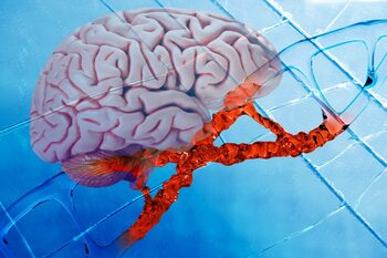 Oamenii de știință au reușit să îmbunătățească memoria în creierul îmbătrânit