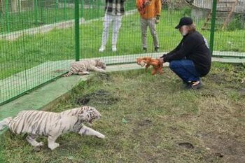 Atacuri sălbatice în serie la Zoo în Suceava. Un copil a fost mușcat de un LIGRU