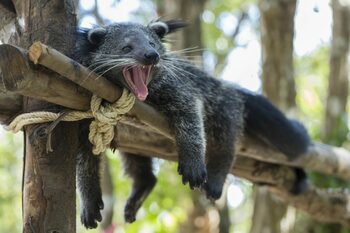 Binturongul: animalul din Asia care are un miros extrem de ciudat