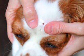 O nouă boală transmisă de căpușe descoperită la câini ar putea reprezenta un risc pentru oameni