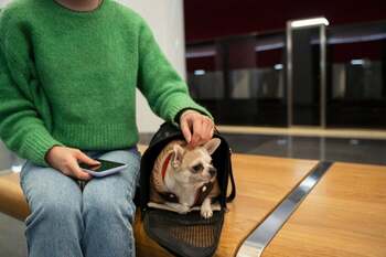 Călătorii fericite pentru pasagerii cu blăniță: Trenurile poloneze au transportat peste 238.000 de animale în doar 6 (…)