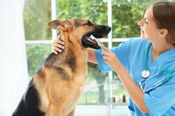 Îngrijirea dentară la câini și pisici: De ce este importantă igiena orală a animalului tău și ce produse noi există (…)