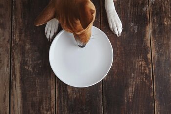Criza economică lovește și animalele de companie: Ce urmează pentru piața de hrană în 2025