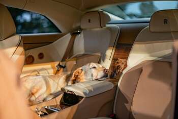 Rolls Royce de 1 milion de dolari personalizat pentru câinele familiei. Blana aurie, amprenta lăbuței și portretul (…)