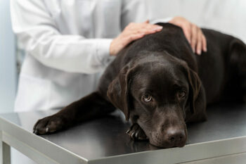Inovație în medicina veterinară: Diagnostic mai rapid și precis al osteoartritei la câini. Cercetătorii dezvoltă un (…)