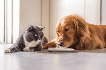 Alimente interzise pentru câini și pisici: Ce NU trebuie să le dai niciodată