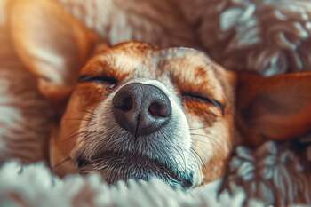 Luxul în lumea animalelor de companie: De la spa-uri pentru câini la terapeuți pentru pisici – un boom în căutările (…)