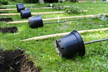 Au fost plantați atât de mulți copaci în China încât ciclul apei a fost perturbat. Cum a putut reîmpădurirea să (…)