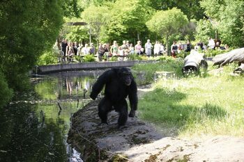 În 1997, un cimpanzeu de la o grădină zoologică din Suedia i-a uimit pe cercetători