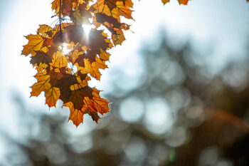 Vremea pe o lună. Prognoza meteo în intervalul 10.11.2025 – 08.12.2025: Temperaturi mai ridicate decât normalul (…)