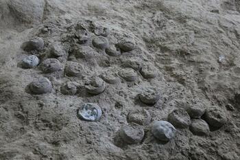 Un „cuib” de ouă de dinozaur, de peste 80 milioane de ani, a fost descoperit în China
