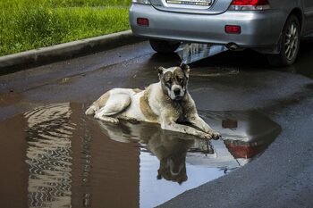 Dogs Without Borders România: apel către proprietarii de animale în contextul codului roșu de ploi torențiale