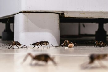 Electrocasnicul care atrage gândacii în locuință! Ce trebuie făcut neapărat în bucătărie!