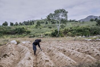 Cum ajută Inteligența Artificială fermierii afectați de schimbările climatice?