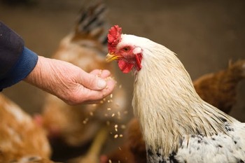 Primul deces uman cauzat de virusul gripei aviare H5N5 a fost înregistrat în SUA