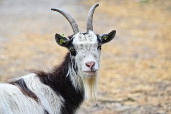 Focar de ANTRAX, descoperit într-o fermă de capre şi oi din Vrancea. Proprietarul animalelor este internat în (…)