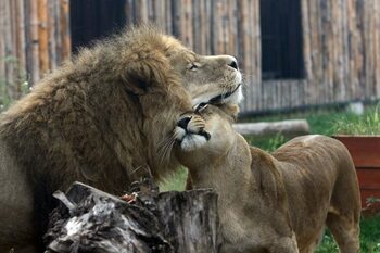 Grădina Zoologică din București a fost redeschisă