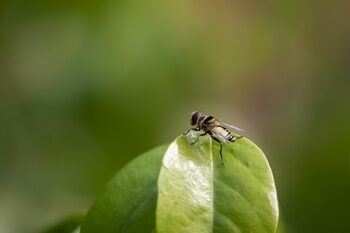 Statele Unite au un plan de a crește milioane de muște și de a le arunca din avioane