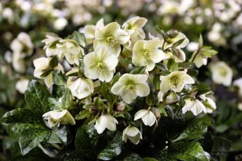 Plante care înfloresc iarna