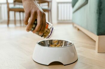 Hrănirea combinată la animalele de companie: Cum alternezi corect hrana uscată, umedă și recompensele