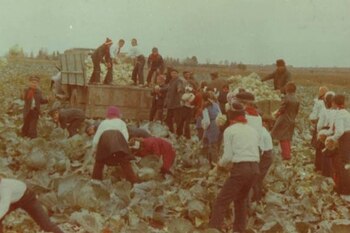 Ziua recoltei, sărbătoarea politizată de comuniști după ce „chiaburii“ au rămas fără batoze: „să fie încărcate la (…)