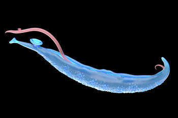 Moleculele secretate de parazitul Schistosoma mansoni ar putea duce la tratamente noi pentru durere