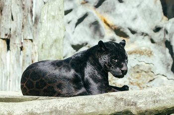 Ce se ascunde în spatele panterei negre din Shumen: specialiștii cred că este un câine de talie mare