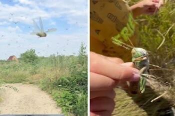 Invazie masivă de lăcuste în sudul Ucrainei provocată de distrugerile făcute de Rusia, acuză autorităţile de la Kiev