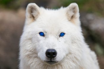 ADN-ul de lup se ascunde în majoritatea câinilor, au descoperit oamenii de știință