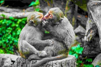 Primul sărut datează de acum 21 de milioane de ani. Cine au fost protagoniștii