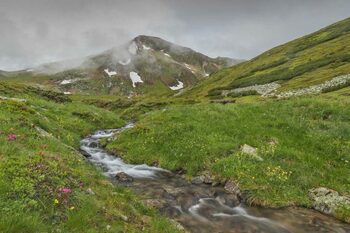 Animalele reintroduse în Carpați care au devenit simbolul lacurilor glaciare: Cum s-a refăcut specia dispărută în (…)