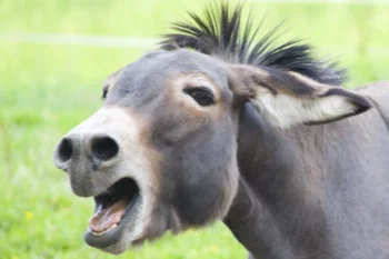 VIDEO Locul în care măgarii umblă liberi și dau buzna în curțile oamenilor - Este o adevărată invazie