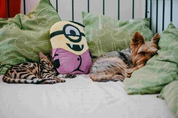 Ajută muzica animalele să fie mai calme? Ce spun studiile