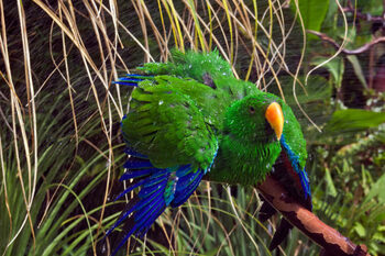 Fenomen inedit: Locul în care papagalii au devenit parte din ecosistemul urban
