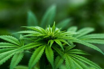 Alternativa legală la cannabis descoperită într-o țară din America de Sud