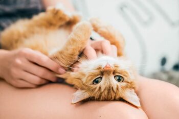Cum poți crea o legătură chimică autentică cu pisica ta, potrivit studiilor recente