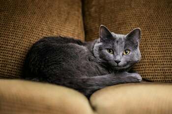 Vrei să adopți o pisică cu blană albastră? Vezi care sunt cele mai populare și mai frumoase feline (VIDEO)