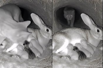 Imaginile serii cu misiunea de „salvare” a unui pui de pisică de la sânul unei iepuroaice