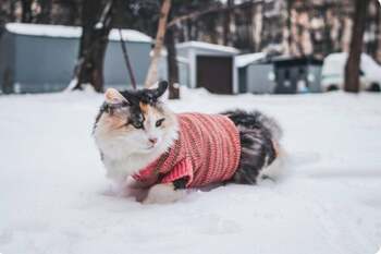 Animalele de companie în sezonul rece. Cum le ferești de accidentări în lunile întunecate, sfaturi vitale pentru (…)