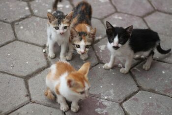 Ce amendă a primit o femeie după ce a abandonat mai mulți pui de pisică?